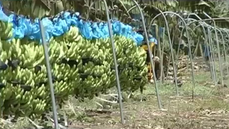 Bananas on a cableway