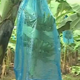 Bananas in a plastic sack